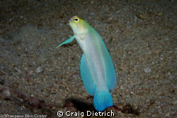 Yellowhead Jawfish dancing in front of me. These little g... by Craig Dietrich 
